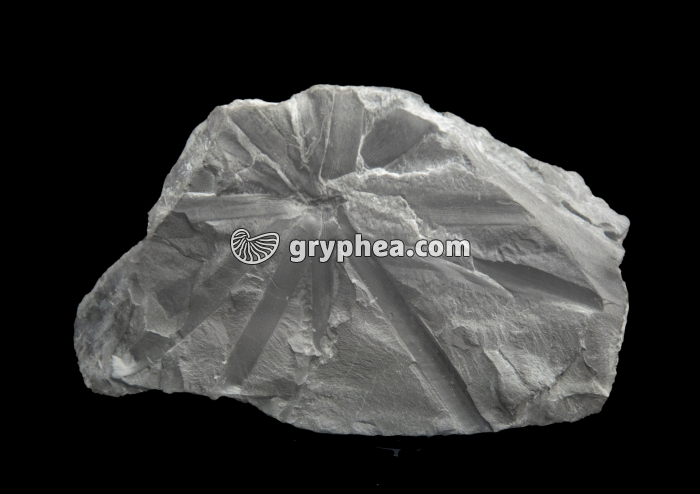 Poacordaites microstachys (Carbonifère supérieur) - gryphea.org